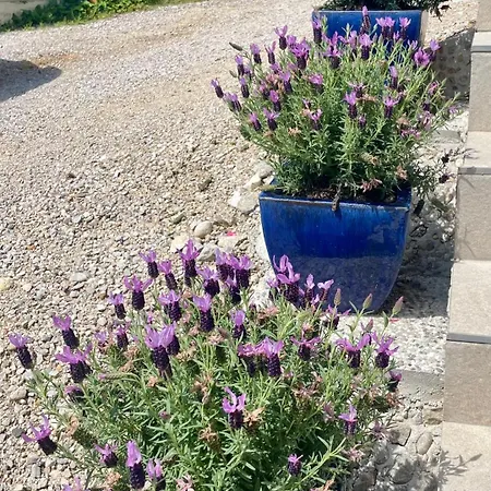 Δωμάτια σε οικογενειακή κατοικία Ana Μπλεντ